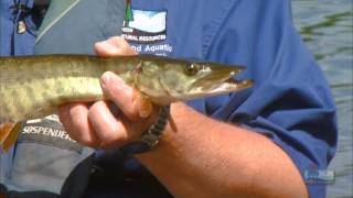 Muskellunge Wisconsins State Fish [upl. by Malinde979]