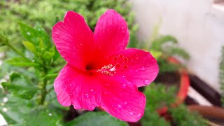 How to Get Rid of White Flies in Your Hibiscus Plant  Cure of White Flies in Hibiscus Plant [upl. by Aliehs567]