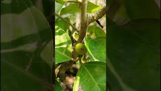 Hypanthodium inflorescence FIG FLOWERFicus ingens Moraceae family [upl. by Aissej759]