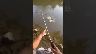 Smallmouth Bassfishing fish on with the storm wildeye swim shad lure fishing bassfishing [upl. by Stephani296]