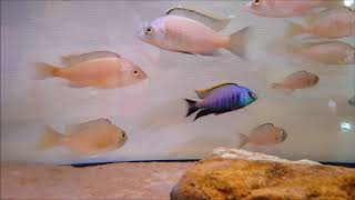 Placidochromis sp quotblue otterquot  WILD  Dansk Malawi Import [upl. by Sug651]