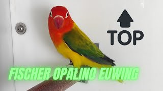 Agapornis Fischer Opalino EUWING TOP FISCHERI [upl. by Kamin]