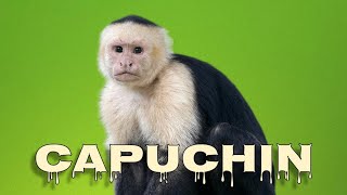 Capuchin monkey sounds [upl. by Annaik]