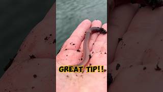 The BEST Fishing Bait For ALL Fish shorts fishing [upl. by Ileek]