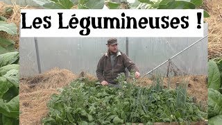 Les Légumineuses apportentelles de lazote aux autres plantes [upl. by Ihcehcu]