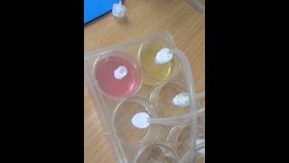 Titrating phenol red solution with NaOH [upl. by Yelha433]