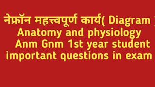 Nephron function Anatomy and physiology lAnm Gnm 1st year  नर्सिग एक ईश्वर सेवा मी आरोग्यदूत [upl. by Boffa]