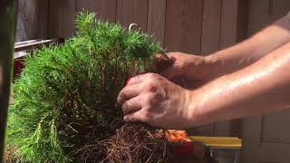 Mugo Pine Bonsai  Initial pruning [upl. by Anelahs526]