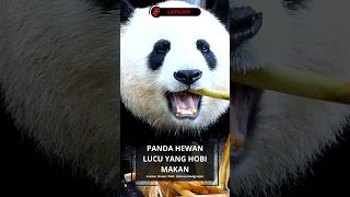 Panda Hewan Lucu Yang Hobi Makan shorts facts feed animals funny [upl. by Nahtaneoj]