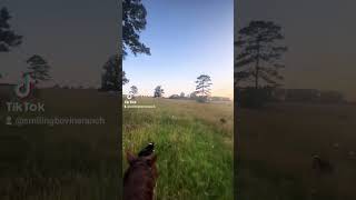 Checking The Pastures At The New Smiling Bovine Ranch Headquarters [upl. by Katzman]