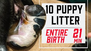 How To Whelp A Litter Of Puppies  Complete Guide [upl. by Minton]