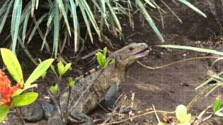 Animaux  Iguane du Costa Rica en vidéo [upl. by Ahsinirt487]