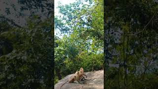 Langur Funny Moments  🦧 monkey langurmonkey drink water viral funny video 🐒🤠 [upl. by Galan350]