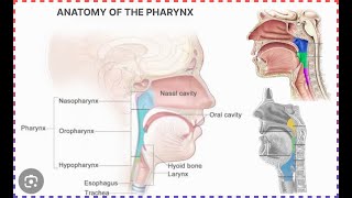 anatomy of pharynx  halak ki jismani sakht  हलाक की जिस्मनी सख्त [upl. by Hadwin95]