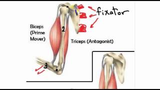 general anatomy 4 action of skeletal muscles by dr Sameh Ghazy [upl. by Charron]