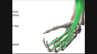 Anterior Forearm Muscles  Deep Layer  Review of Superficial Layer [upl. by Tengler]