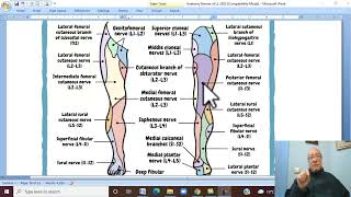 Musculoskeletal Module Anatomy of Lower Limb in Arabic 30  Cutaneous nerves and Dermatomes [upl. by Turro]