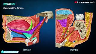 Tongue Gross Anatomy Animation [upl. by Euqram]