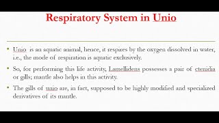 Respiratory system in Unio Lemellidens [upl. by Alle]