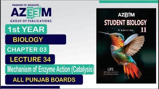 Mechanism of Enzyme Action Catalysis Biology 1st Year Chapter03 Lecture34 [upl. by Schargel216]