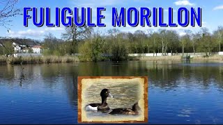 FULIGULE morillon couple [upl. by Arihsay]