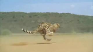 Cheetah Running Full Speed Awesome Speed [upl. by Ahsinot]