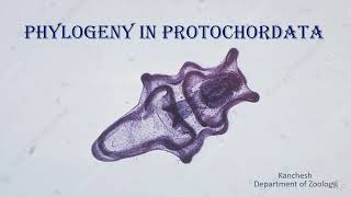 38Phylogeny of Protochordates [upl. by Quirita]