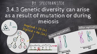 EASY REVISION AQA ALevel Biology 343 Genetic diversity can arise as a result of mutationmeiosis [upl. by Arteid]