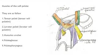 Muscles of soft palateTensor veli palatini [upl. by Humble115]