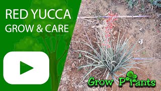 Red Yucca  grow amp care Hesperaloe parviflora [upl. by Iretak]