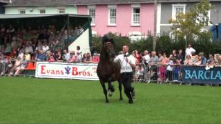 Cwmcerrig Stud Display at Aberaeron Cob Festival 2012 [upl. by Cele]