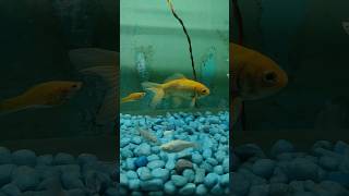 Fish tank 🐬aquarium 🐟fishtank fish guppy betafish fishaquarium beta [upl. by Haroved]