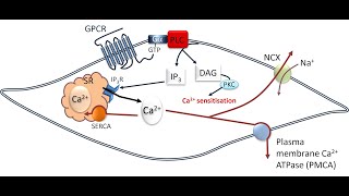 Vascular smooth muscle excitationcontraction coupling [upl. by Adnaral]