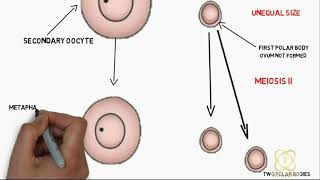 Oogenesis Explained [upl. by Adelaide]