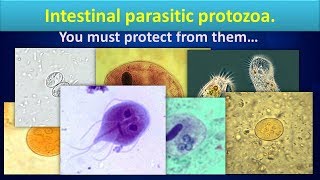 Intestinal parasitic protozoaClear overview [upl. by Ia610]