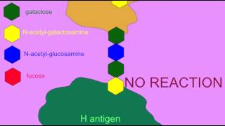 EPISTASIS IN THE INHERITANCE OF BLOOD GROUPS [upl. by Aetnahc266]