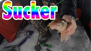 White Sucker Madness Ice Fishing [upl. by Ansaev]