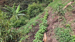 Ramio El Forraje Ideal para Cuyes Conejos y Gallinas ¡Alto en Nutrición [upl. by Tjaden]