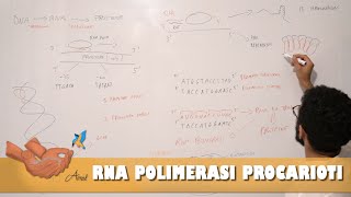 RNA polimerasi regolazione della trascrizione nei procarioti [upl. by Yeslek]