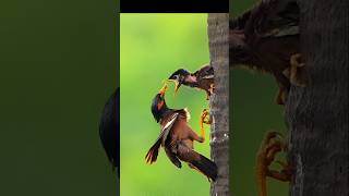 How does a bird feed its young [upl. by Creighton]