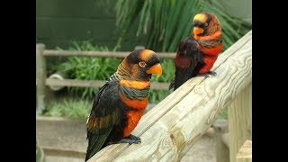 Dusky Lorikeets  Banded Lories At Mysore Zoo [upl. by Prinz]