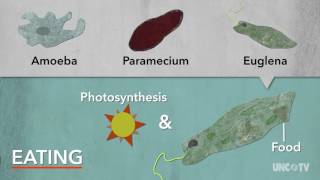 Protists  Sci NC [upl. by Cherilynn]