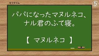 マヌルネコ ナル：2024年6月：神戸どうぶつ王国：パパになったマヌルネコ、ナル君のふて寝。 [upl. by Millham813]