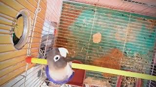 love birds nesting vlog support birds lovebirds [upl. by Aicnelav]