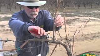 Pruning Grapes 2014 [upl. by Annoit]