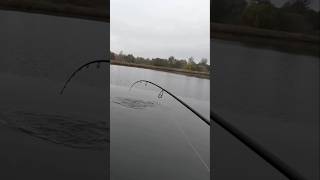 Tego gatunku nie powinno tam być😅 spinning fishing wędkarstwo catchandrelease okoń szczupak [upl. by Lynnea546]