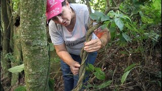 ESTE CIPÓ É UMA FARMÁCIA NATURAL [upl. by Meyers]