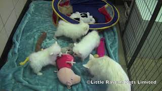 Japanese Spitz puppies for sale at wwwlittlerascalspuppiescom [upl. by Ainolloppa]