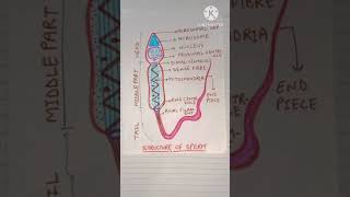 Structure of sperm medicos neet2025 youtubeshorts education shorts [upl. by Kata]