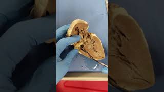 Sheep heart dissection and safety [upl. by Loren115]